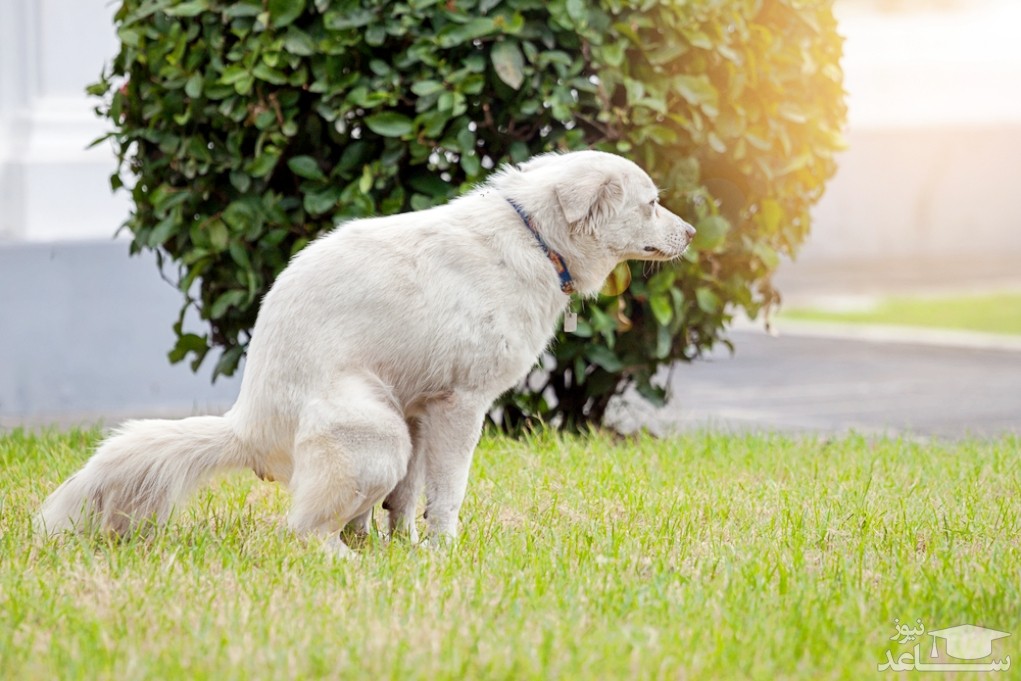 دلایل یبوست در سگ و روش های درمان