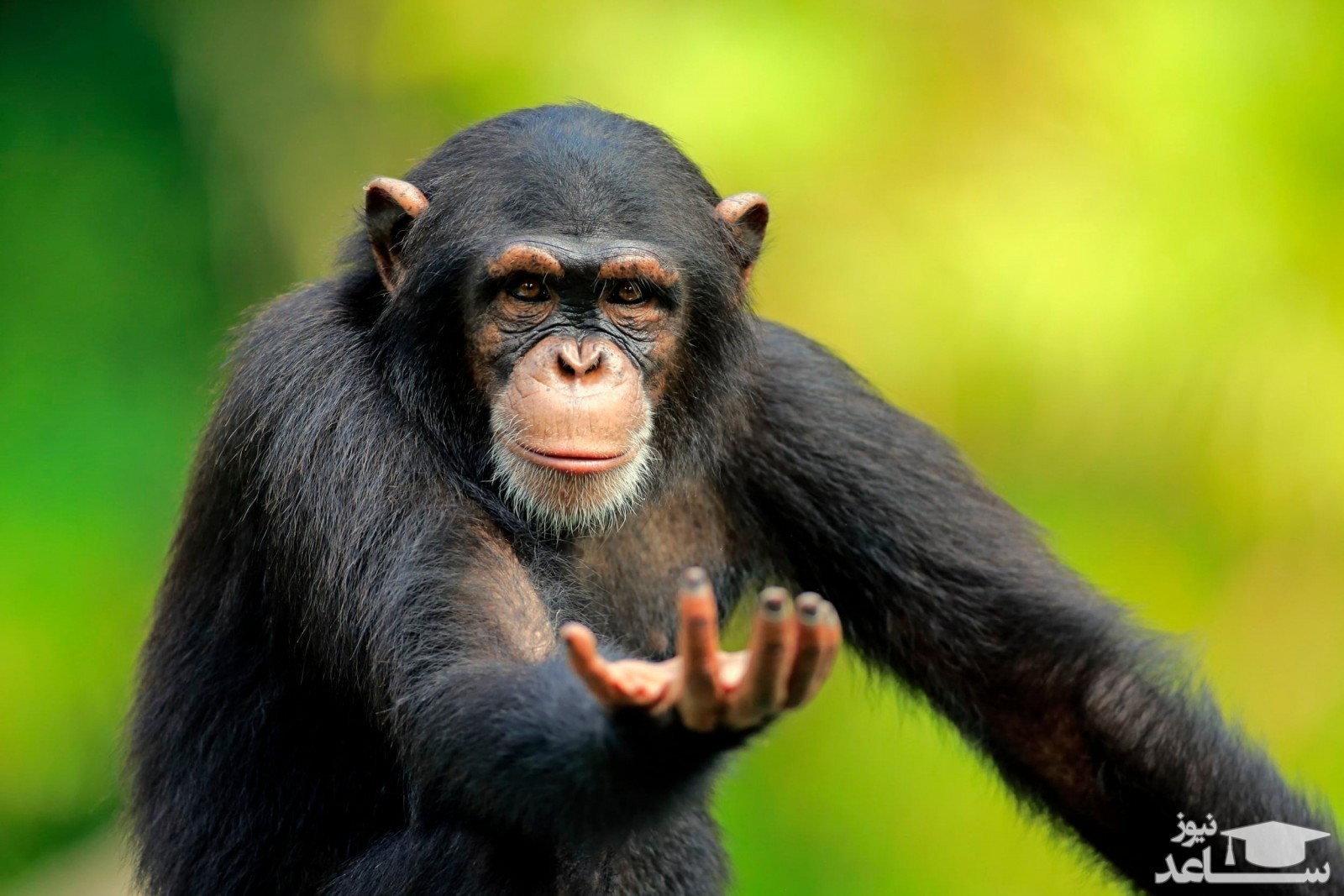 (عکس) تولد گونه‌ای نادر و دیدنی از میمون