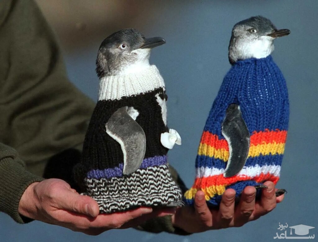بافت ژاکت برای پنگوئن‌ها توسط مرد 109 ساله
