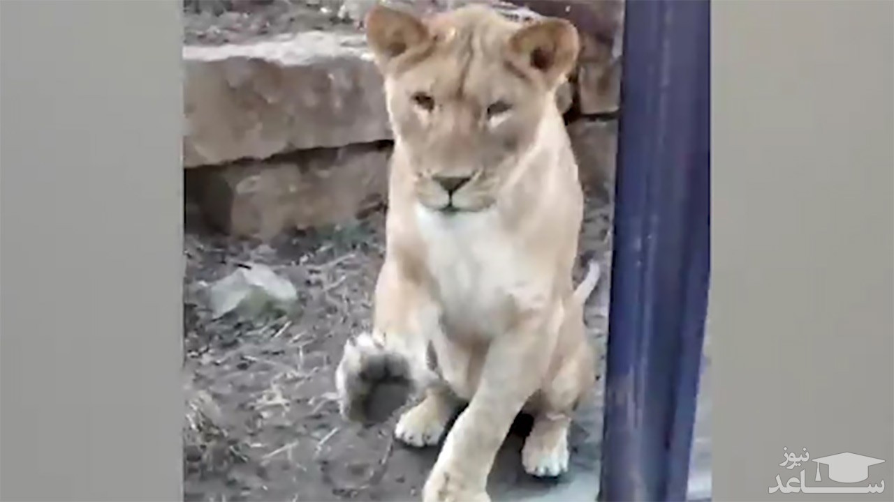 (فیلم) لحظات غافلگیرانه حمله حیوانات به انسان