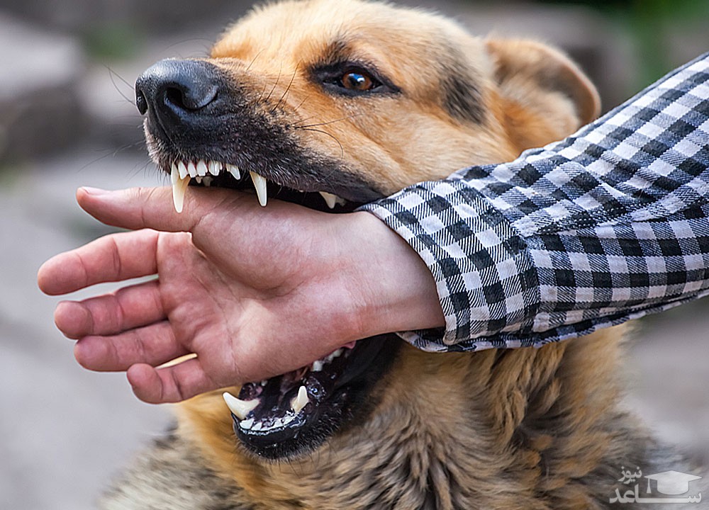 علت پرخاشگری سگ و روش های درمان