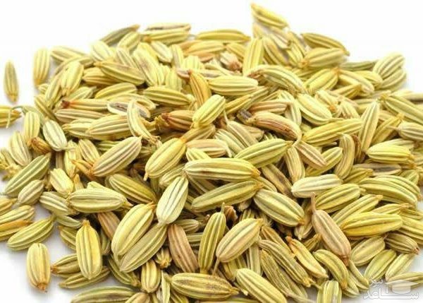 افزایش شیر مادر با مصرف رازیانه