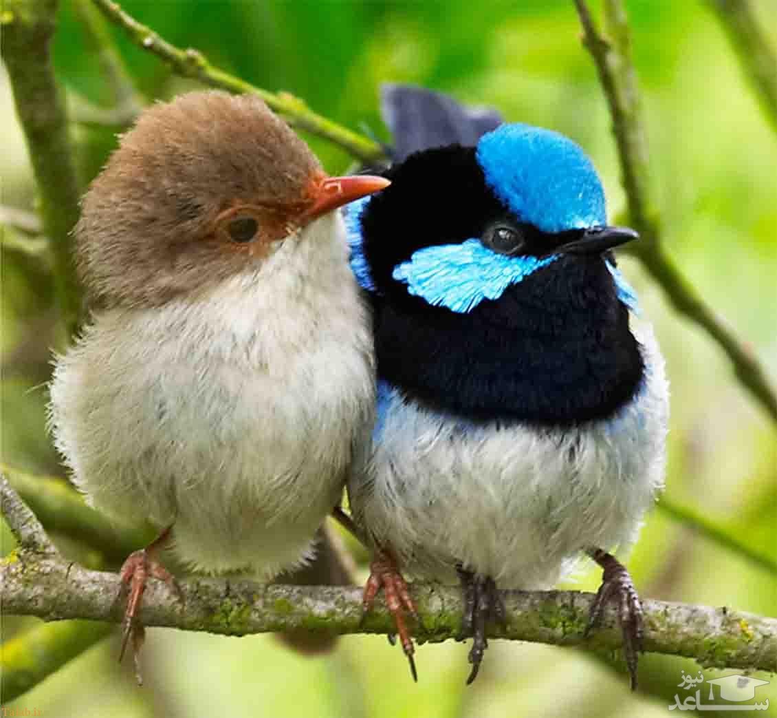 (عکس) لانه دیدنی پرندگان