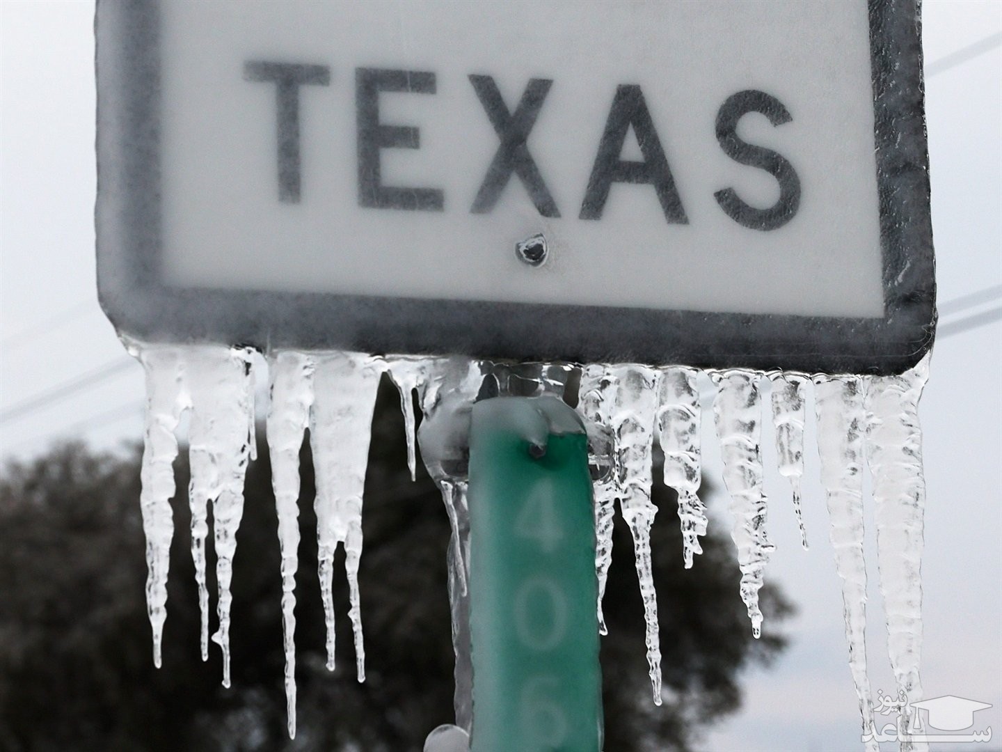 (فیلم) یخ زدن ماهی ها و پرندگان به علت سرمای بی سابقه هوا در تگزاس
