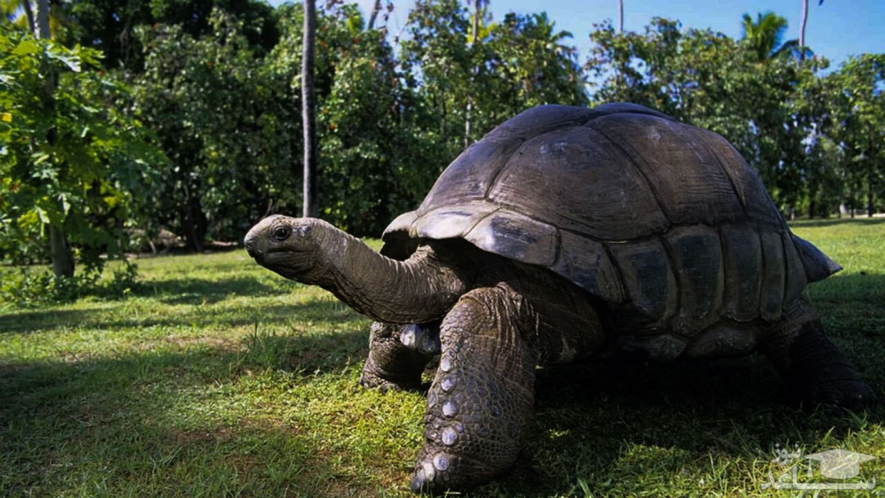 (فیلم) کتک خوردن سگ از یک لاک پشت خشمگین