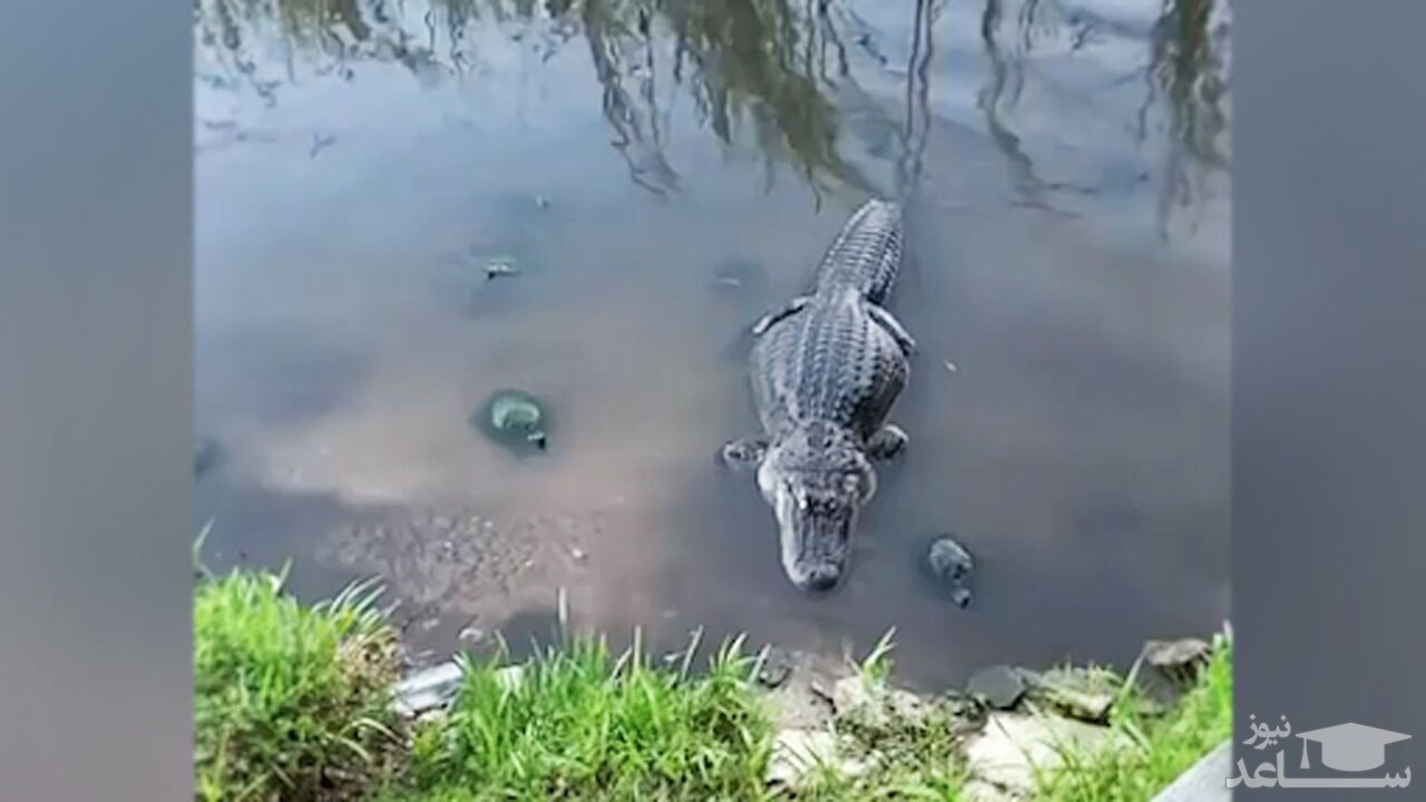 (فیلم) لاک پشت زرنگی که غذای تمساح را دزدید!