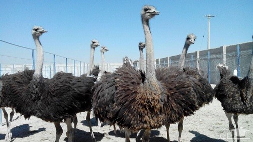 روش عجیب چینی ها برای حمل شترمرغ