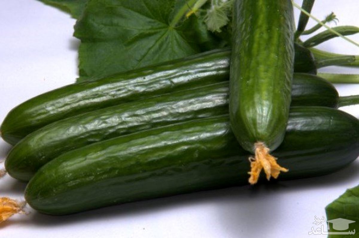 نحوه نگهداری طولانی مدت خیار در یخچال و فریزر