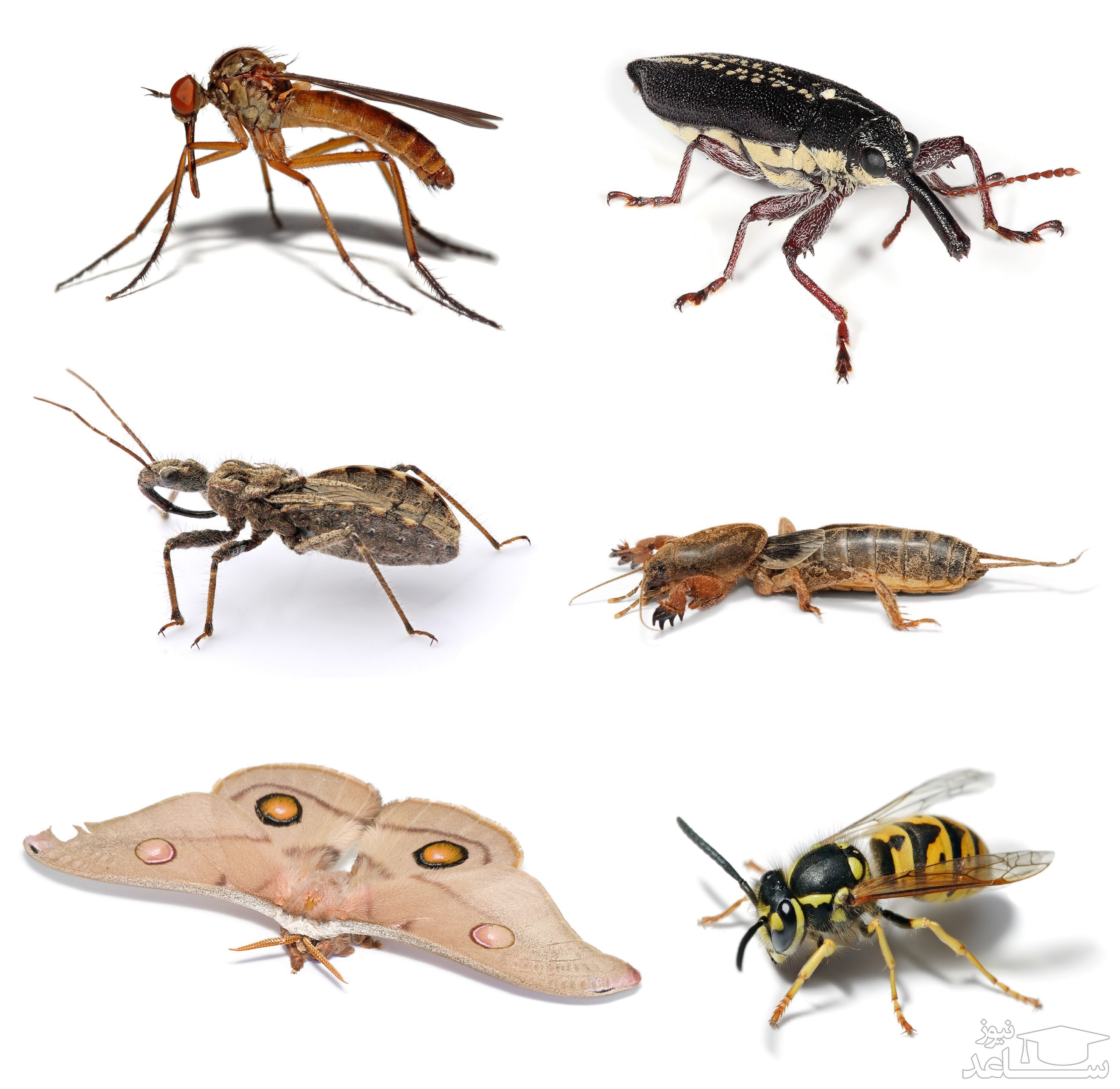 چگونه از شر حشرات موذی خلاص شویم؟