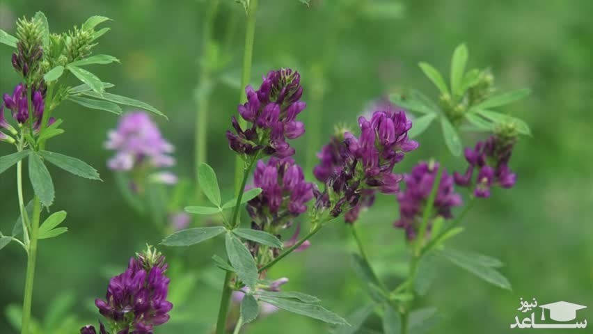 خواص گیاه یونجه برای پوست و مو