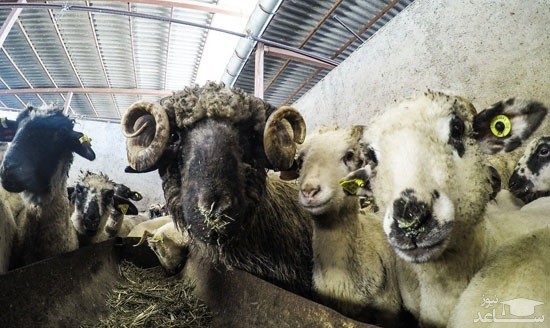 (عکس) گوسفندان رومانیایی در تهران