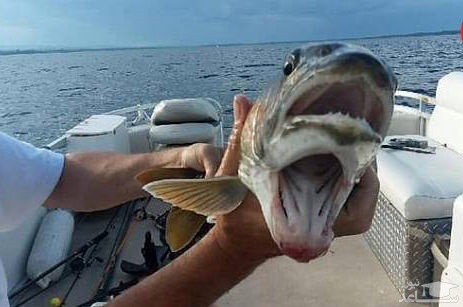 (عکس) شکار عجیب ترین ماهی دنیا
