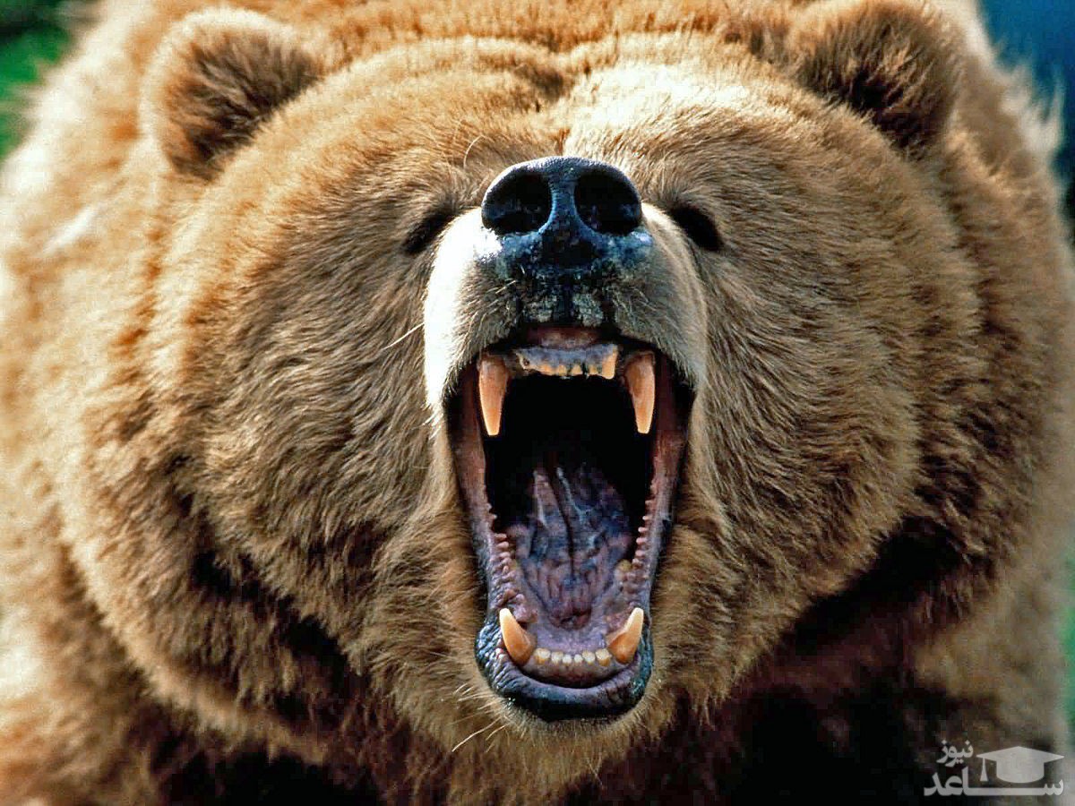 (عکس) حمله یک خرس به خانه‌ای در آمریکا
