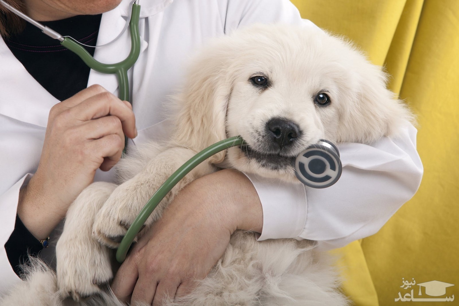 علل و علائم کنه دمودکس در سگ ها و روش های درمان
