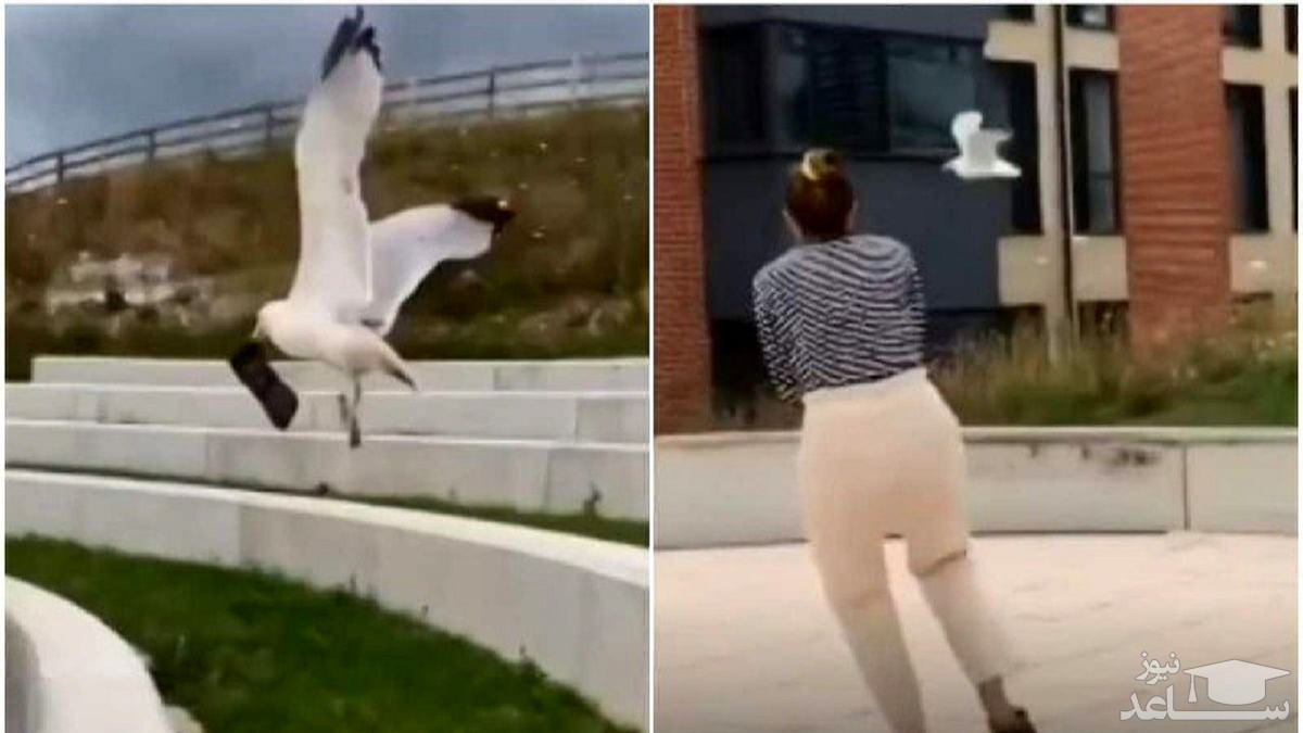 (فیلم) لحظه قاپیدن تلفن همراه یک زن توسط پرنده!