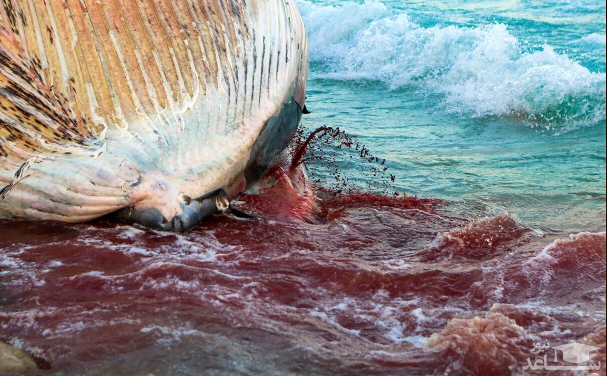 (فیلم) مرگ دومین نهنگ در سواحل کیش