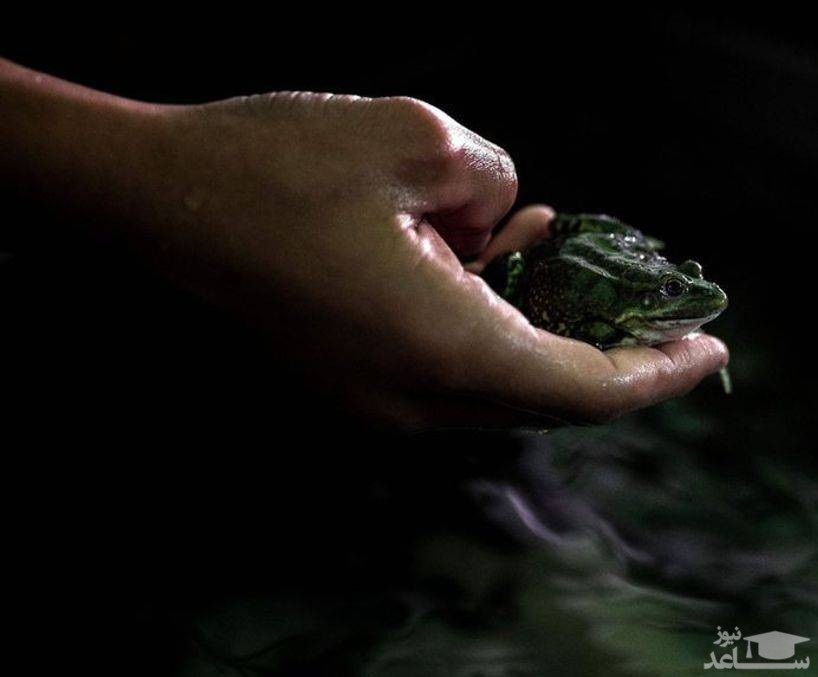 پای قورباغه؛ غذای مورد علاقه فرانسوی‌ها