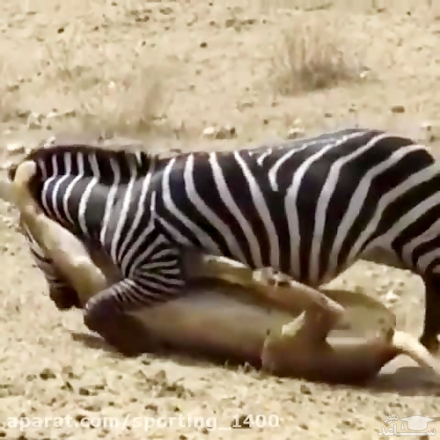 (فیلم) استتار دیدنی شیرها برای شکار گورخر