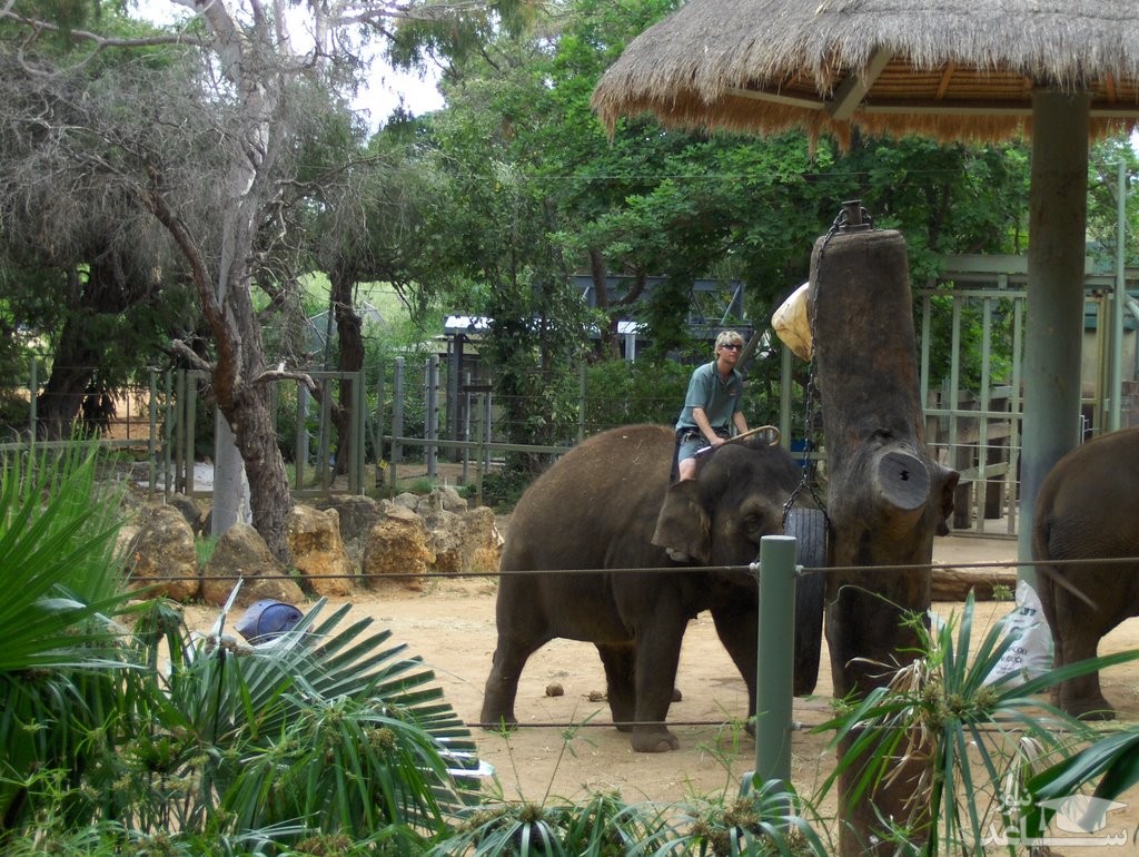 باغ وحش پرت | Perth Zoo