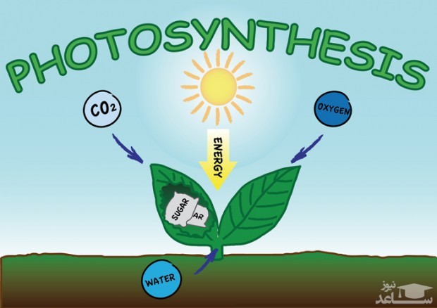 ژورنال Photosynthetica 