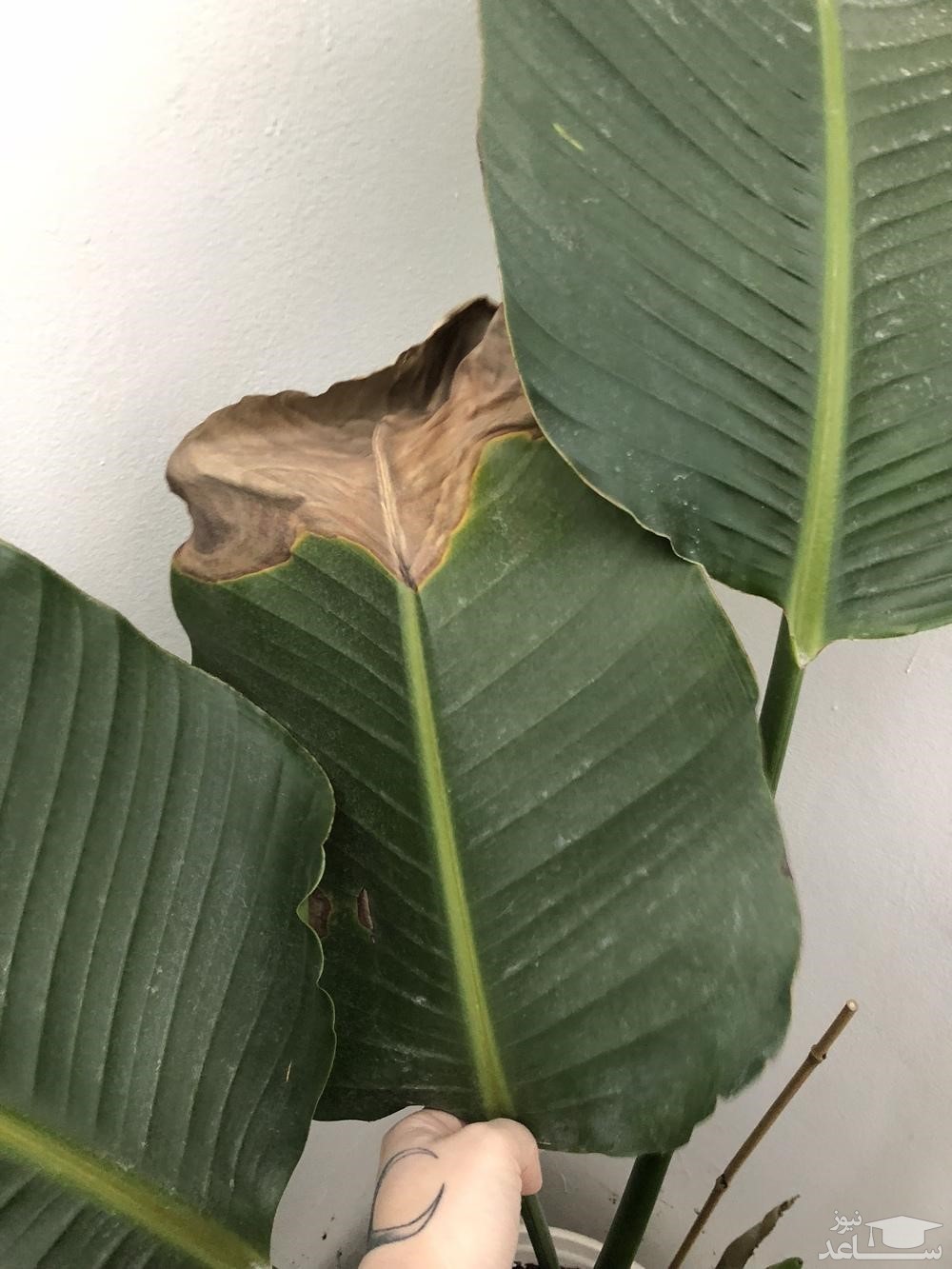 گل پرنده بهشتی 