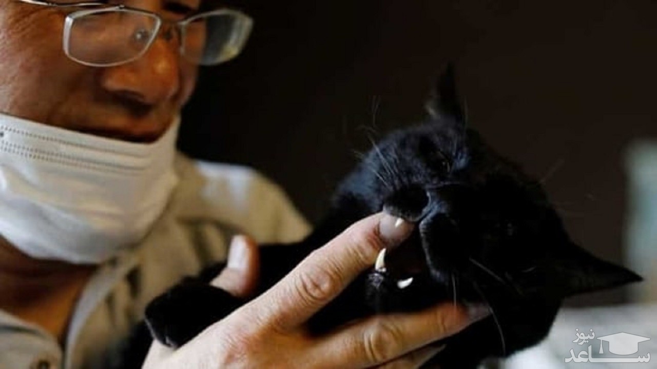 نجات حیوانات شهر ارواح به دست مرد ژاپنی