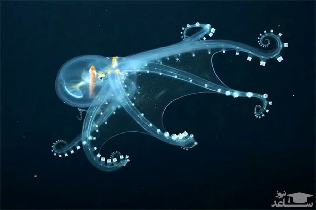 (فیلم) کشف اختاپوس شیشه‌ای و زیبا در اعماق اقیانوس آرام