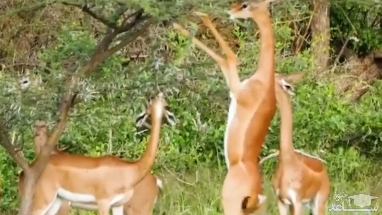 (فیلم) غذا خوردن جالب غزال زرافه‌ای از درختان