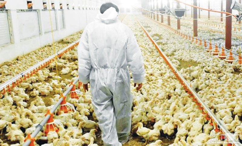 قیمت مرغ پایین آمد/ قیمت انواع محصولات پروتئینی در بازار