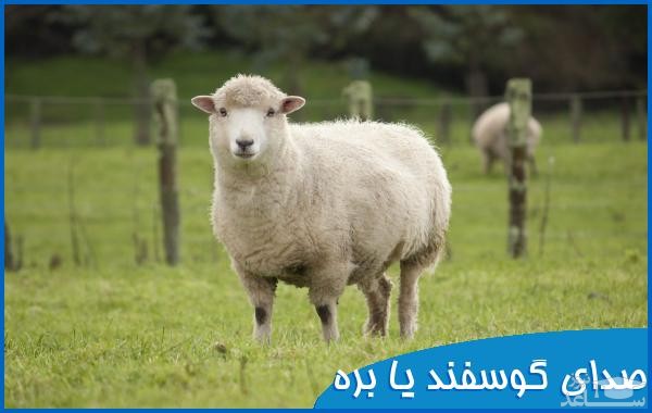 دانلود آهنگ گوسفند از افکت صوتی انسان و موجودات زنده