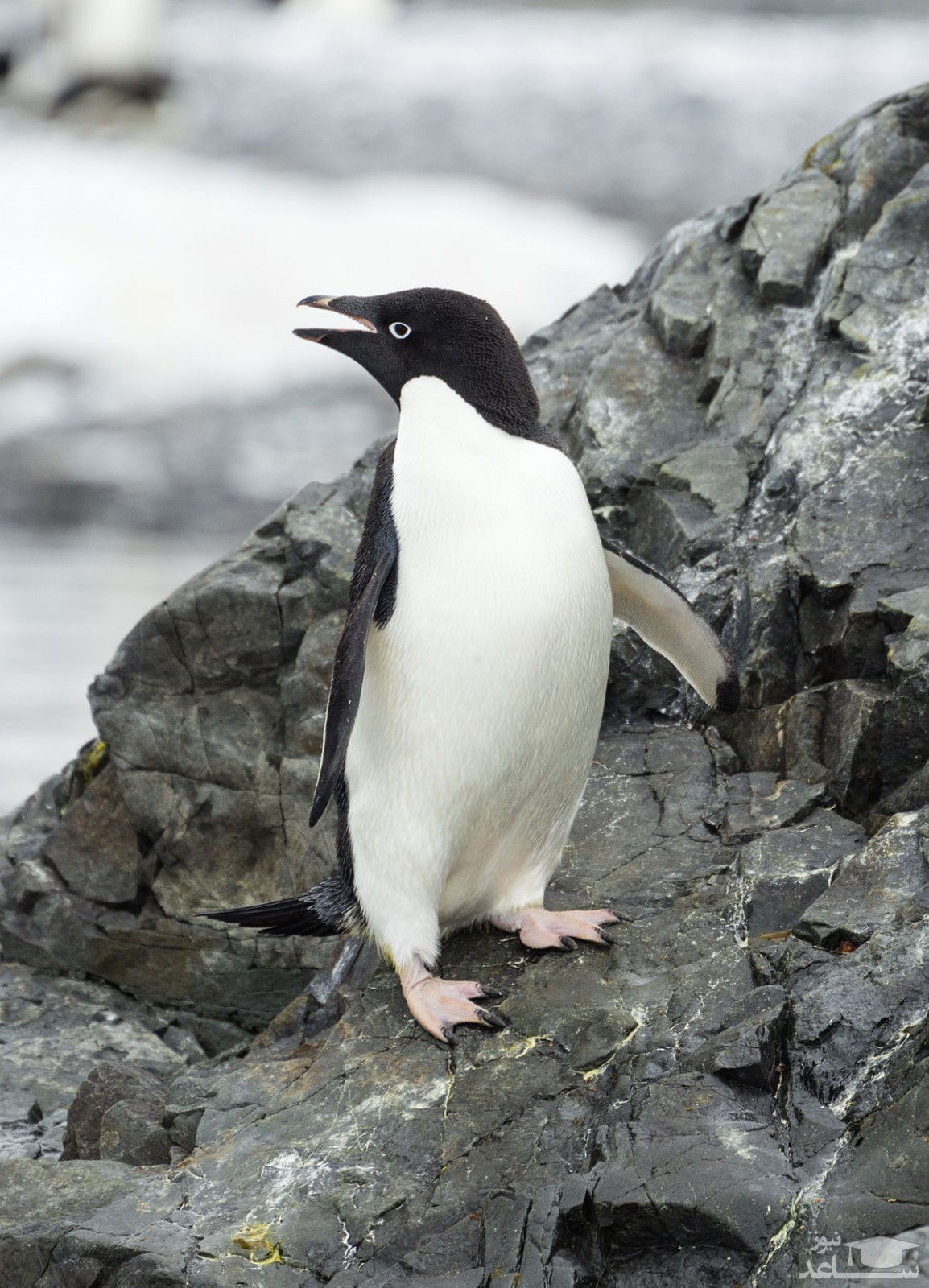 (فیلم) تلاش پنگوئن برای جدا نشدن از خانواده اش