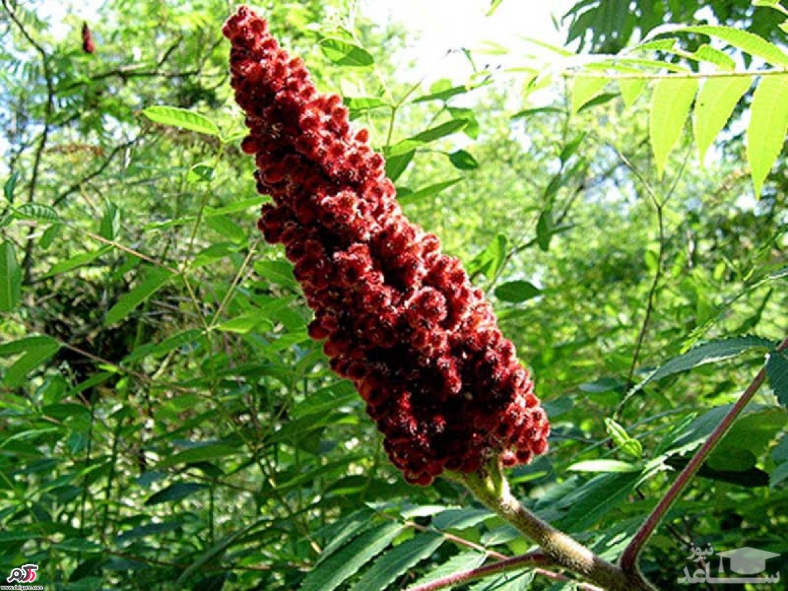 با فواید و مضرات سماق بیشتر آشنا شوید