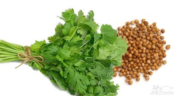 آشنایی با خاصیت درمانی گشنیز