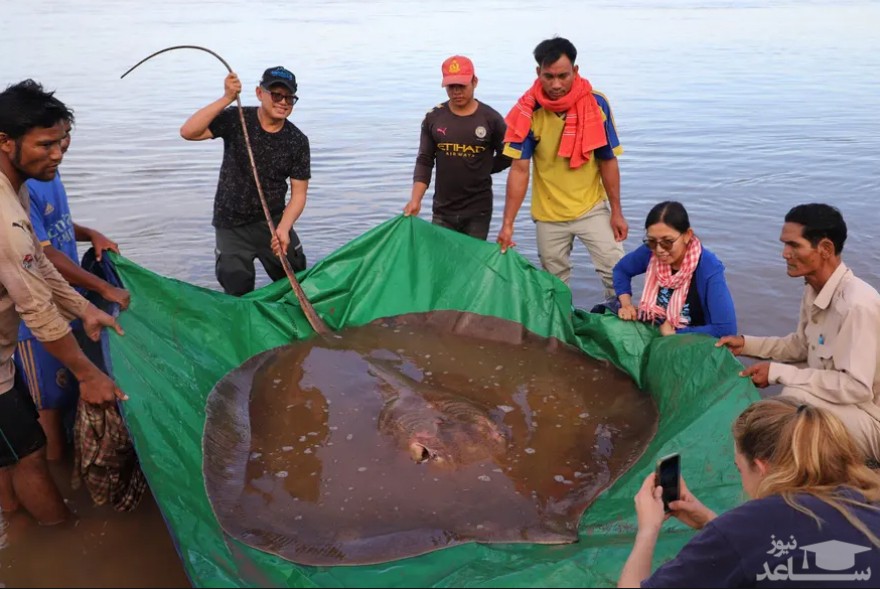 رها کردن یک ماهی خوار 181 کیلویی در رود "مکونگ" در کامبوج/ خبرگزاری فرانسه