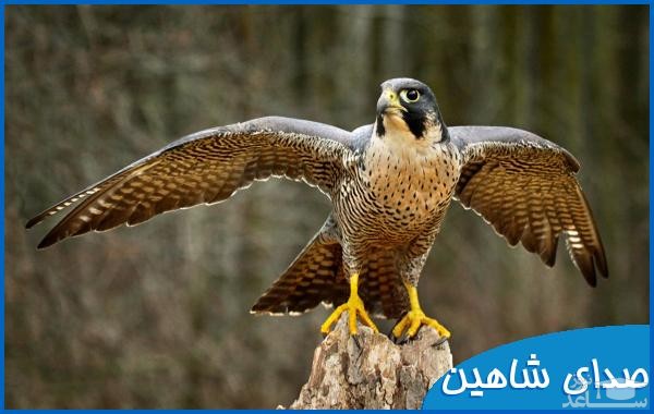 دانلود آهنگ شاهین از افکت صوتی انسان و موجودات زنده