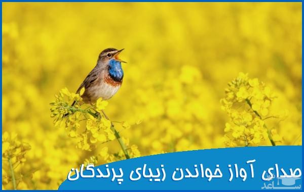 دانلود آهنگ آواز خواندن زیبای پرندگان از افکت صوتی انسان و موجودات زنده