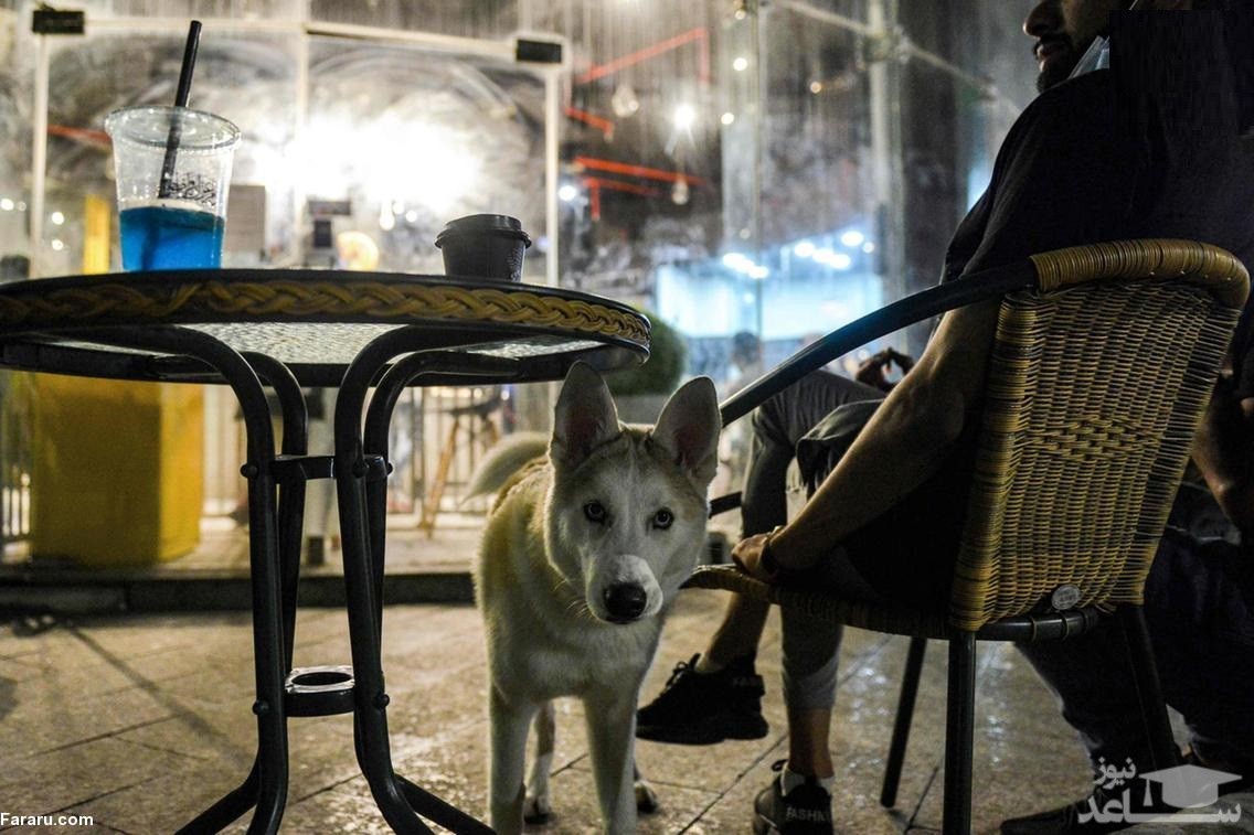 افتتاح یک کافه در عربستان برای سگ‌ ها