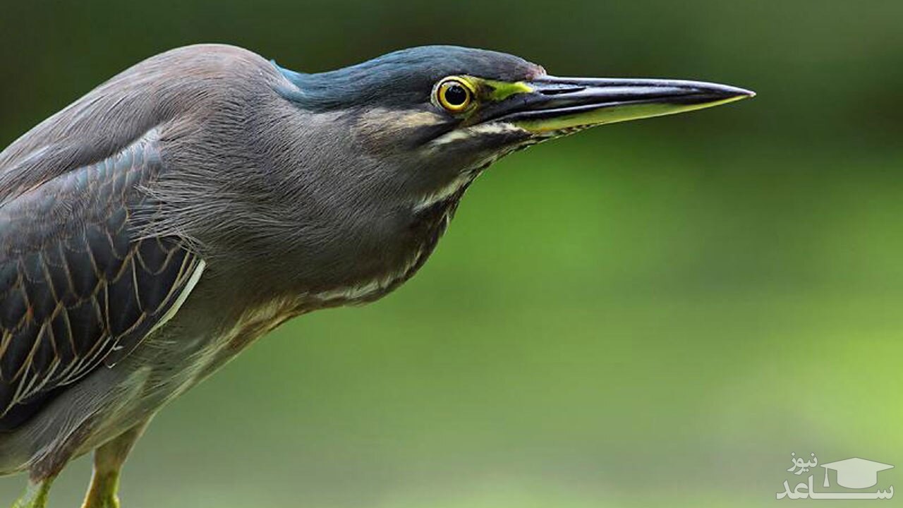 (فیلم) هوش حیرت انگیز حواصیل سبز برای شکار ماهی