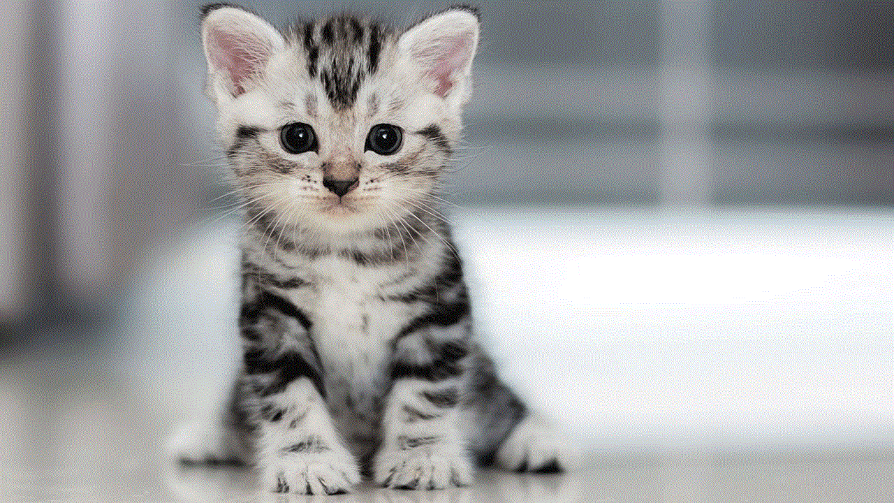 (فیلم) خبر دادن گربه‌ها به دوستان برای غذا و سرپناه! 