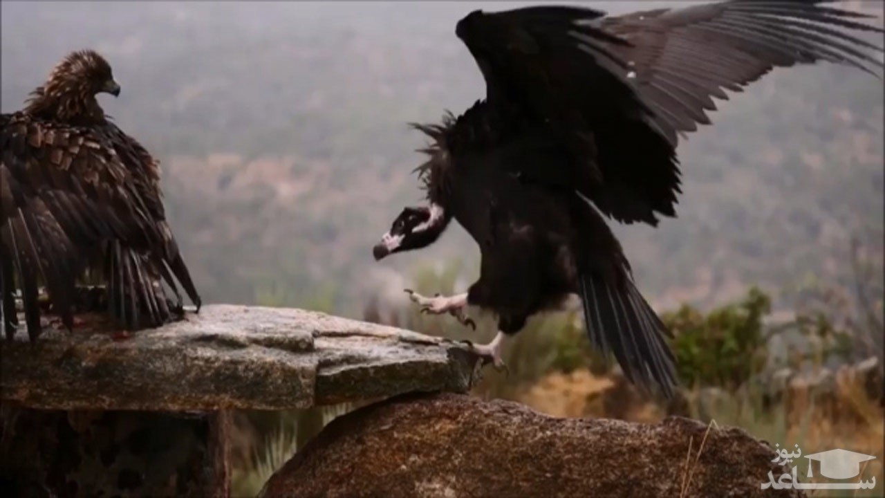 (فیلم) دعوای عقاب طلایی با کرکس سیاه بر سر غذا