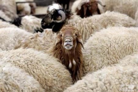 کشف 13 گوسفند زنده از صندوق عقب یک خودرو!