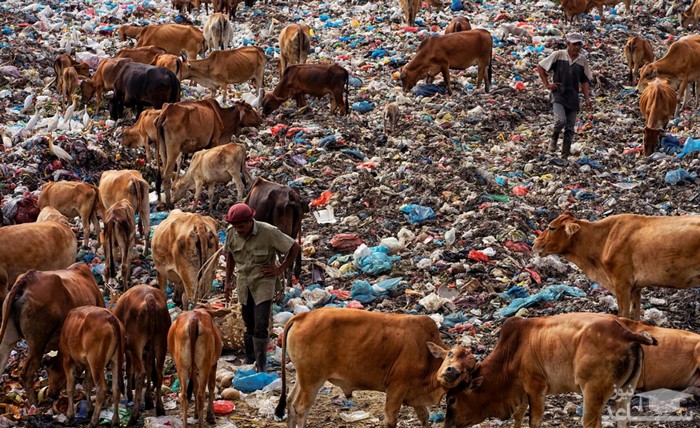 تغذیه گاوها در محل انباشت زباله در اندونزی/ خبرگزاری فرانسه