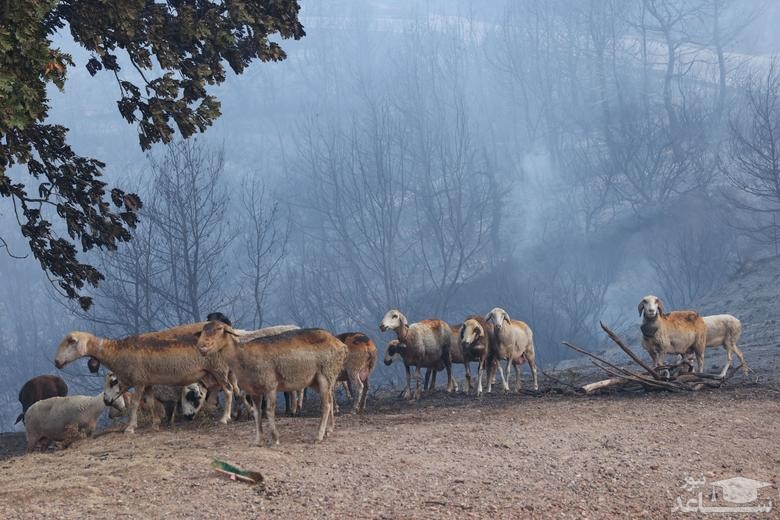 حیوانات نجات یافته از آتش