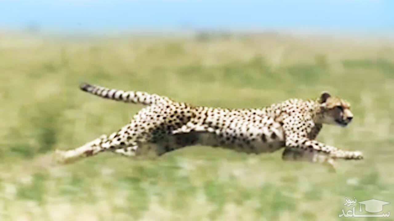 (فیلم) سرعت و قدرت شگفت انگیز چیتا در شکار آهو