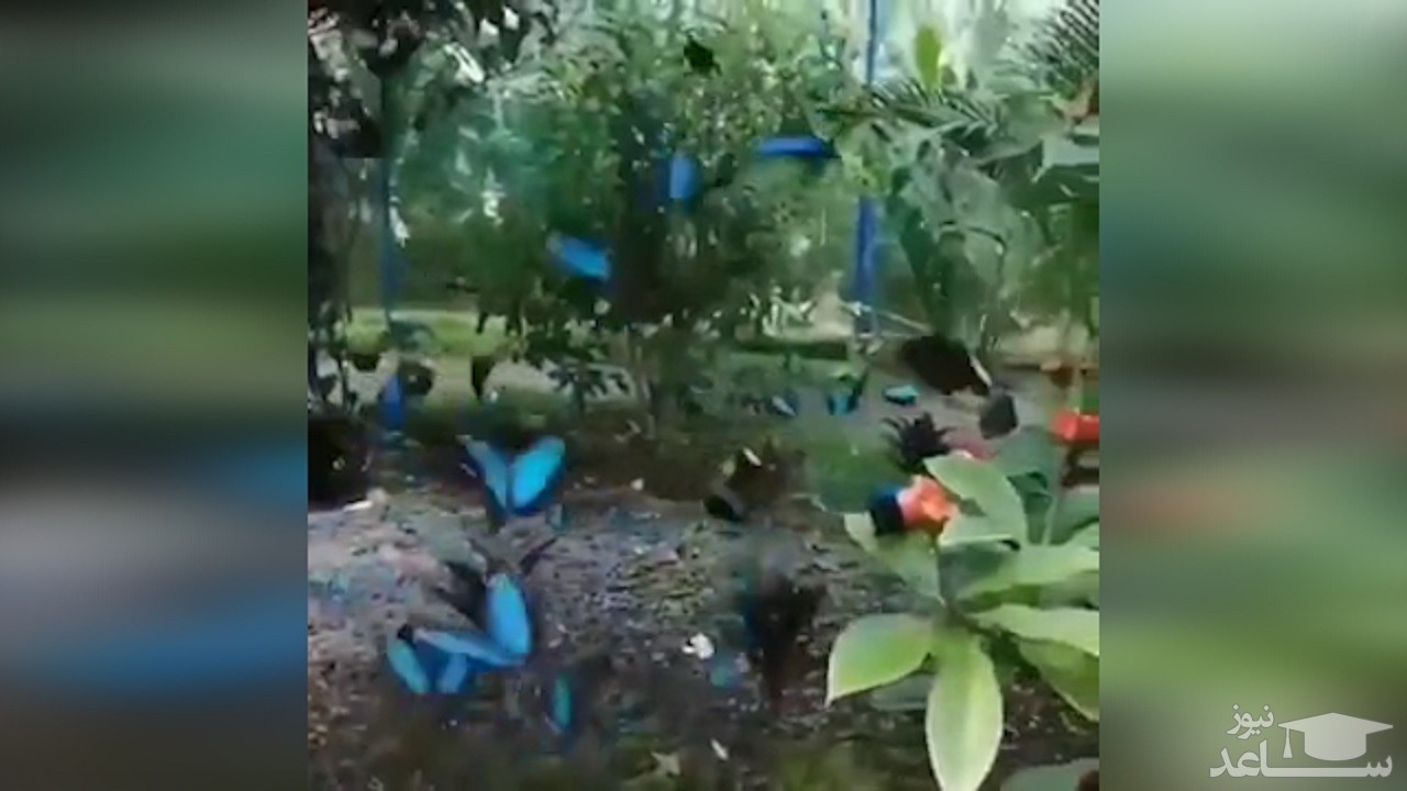 (فیلم) باغ پروانه در نزدیکی یکی از شهرهای تایلند