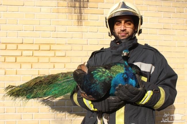 (عکس) طاووس در پشت‌بام یک منزل مسکونی در تهران!
