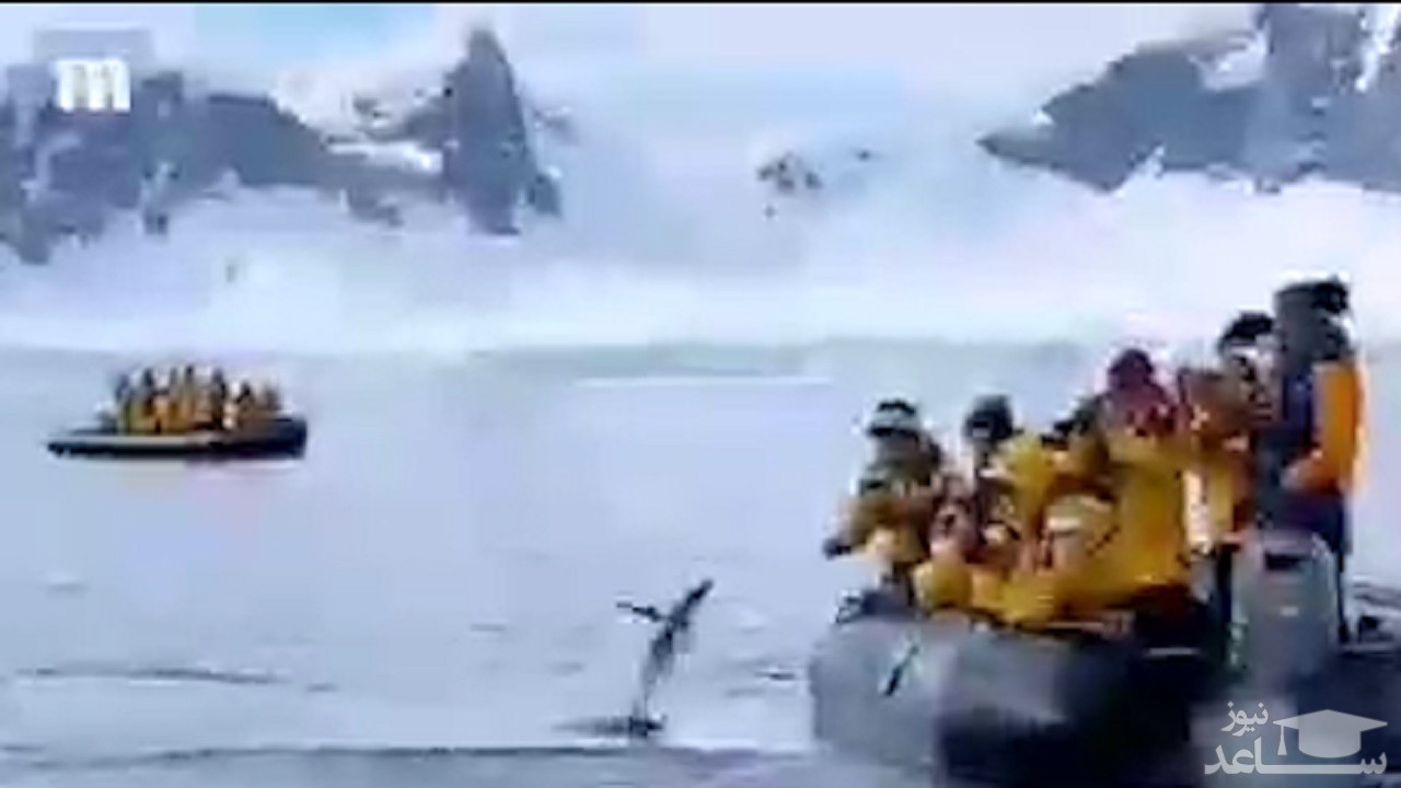 (فیلم) پنگوئنی که از ترس نهنگ قاتل به یک قایق پناهنده برد!