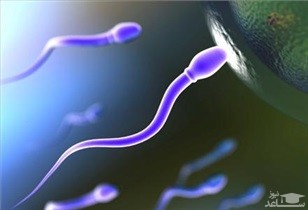 پروتئینی برای افزایش احتمال بارداری