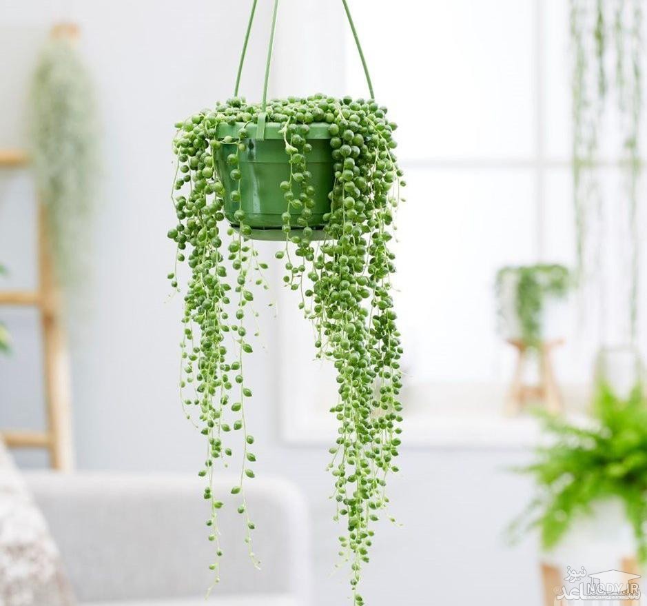 ساکولنت غوره ای