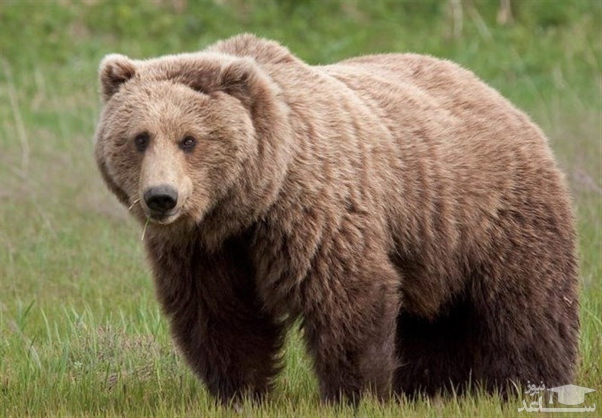 (فیلم) جسارت عجیب دو مرد؛ کشتی گرفتن با خرس؟!